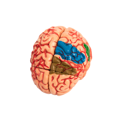 Brain fog and focus support