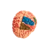 Brain fog and focus support