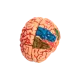 Brain Fog & Focus
